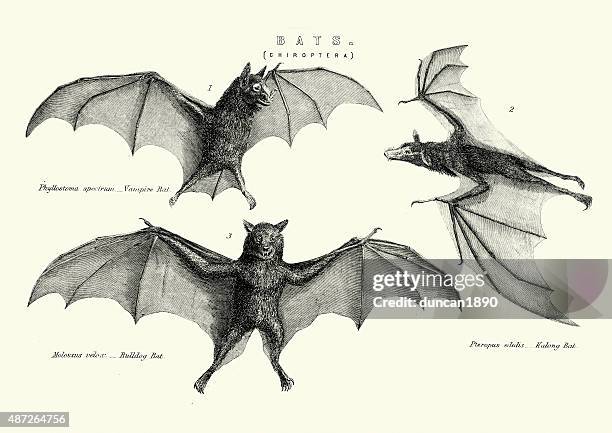 204 Ilustraciones de Murciélago Vampiro - Getty Images 204 Ilustraciones de Murciélago Vampiro - Getty Images