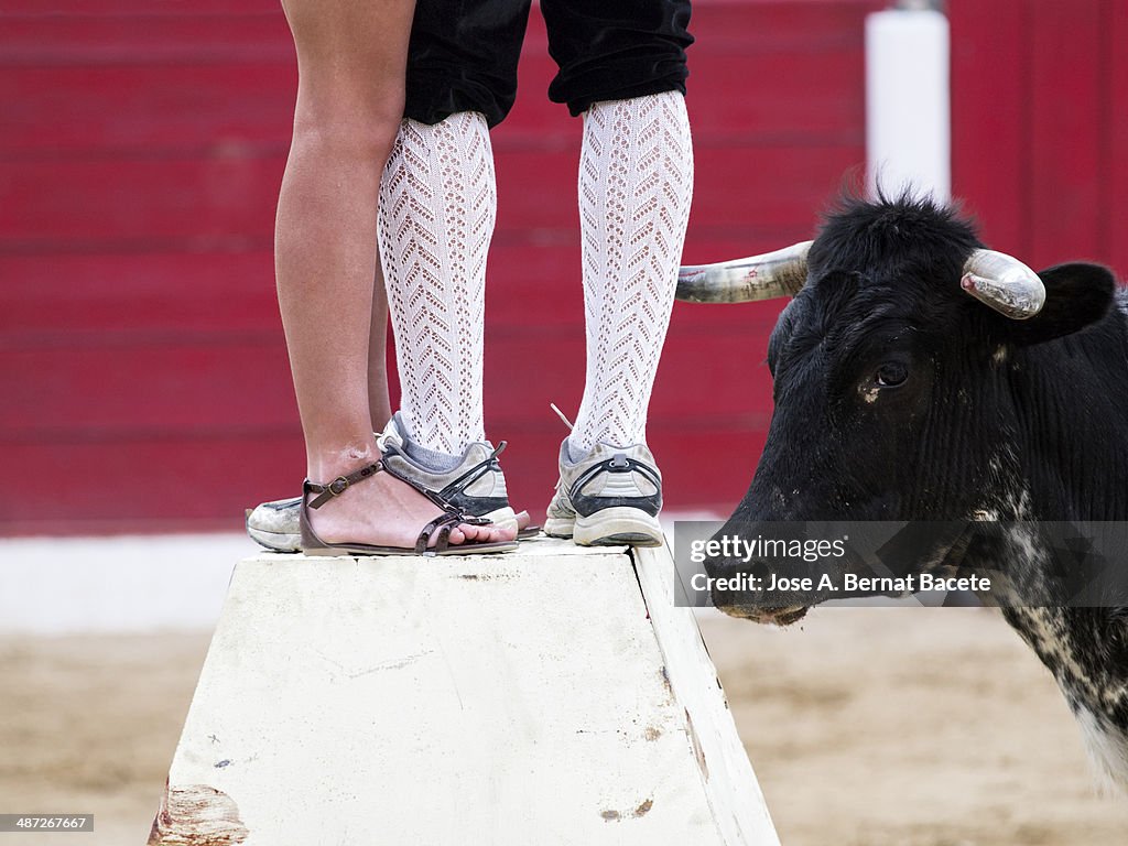 Woman legs with those of a man and a curious bull