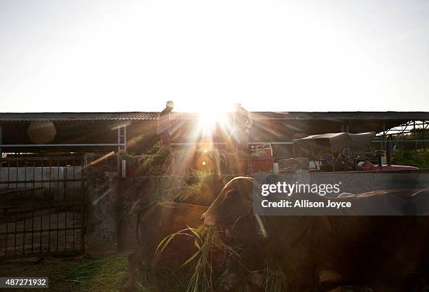 Cows are seen at the Shree Gopala Goshala cow shelter September 7, 2015 in Bhiwandi, India. Earlier this year the Maharashtra government banned the...