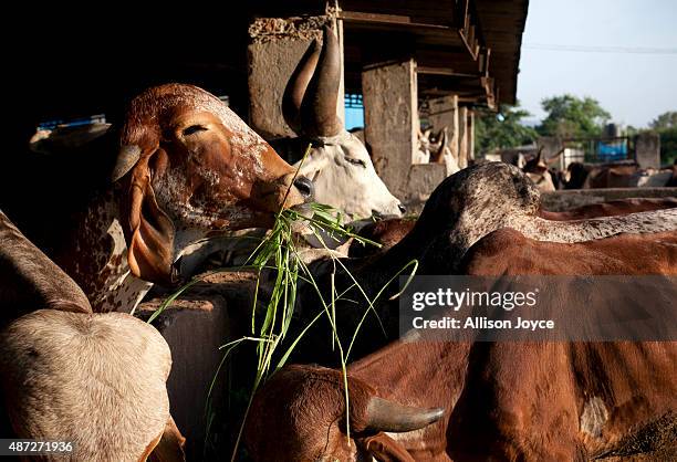 Cows are seen at the Shree Gopala Goshala cow shelter September 7, 2015 in Bhiwandi, India. Earlier this year the Maharashtra government banned the...