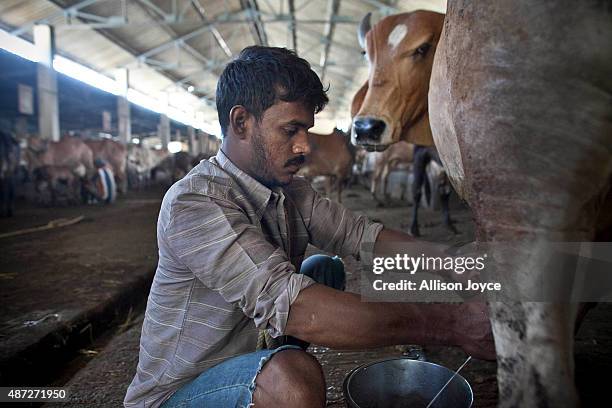Cow is milked at the Shree Gopala Goshala cow shelter September 7, 2015 in Bhiwandi, India. Earlier this year the Maharashtra government banned the...