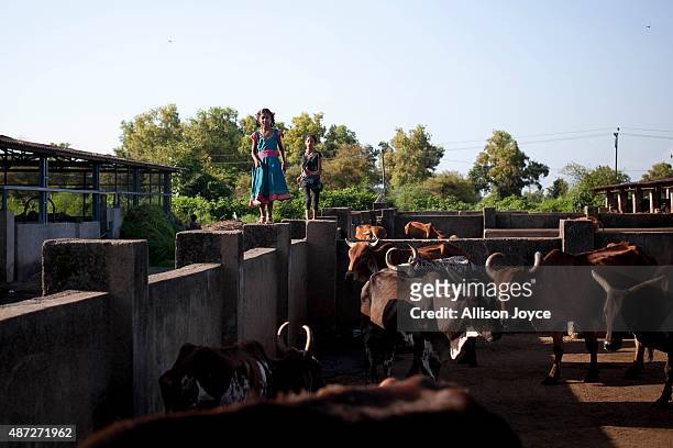 The children of employees walk along a wall over a cow shed at the Shree Gopala Goshala cow shelter September 7, 2015 in Bhiwandi, India. Earlier...