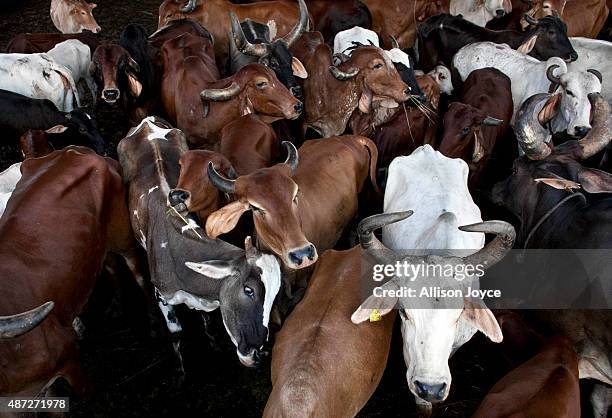 Cows are seen at the Shree Gopala Goshala cow shelter September 7, 2015 in Bhiwandi, India. Earlier this year the Maharashtra government banned the...