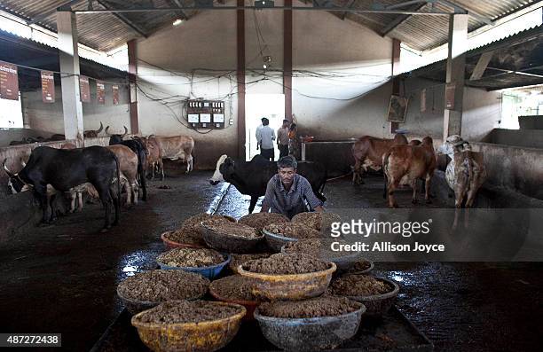 Worker pushes a cart of cow food at the Shree Gopala Goshala cow shelter September 7, 2015 in Bhiwandi, India. Earlier this year the Maharashtra...