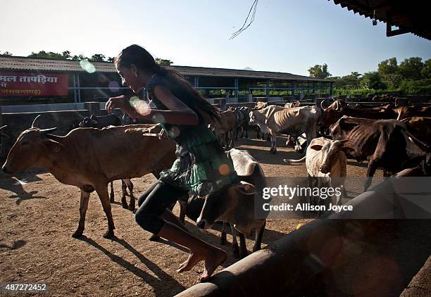 The daughter of an employee plays in a cow shed at the Shree Gopala Goshala cow shelter September 7, 2015 in Bhiwandi, India. Earlier this year the...