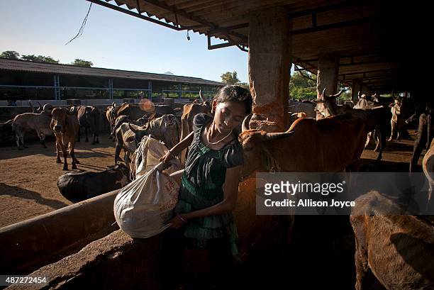 The daughter of an employee helps her father in a cow shed at the Shree Gopala Goshala cow shelter September 7, 2015 in Bhiwandi, India. Earlier this...