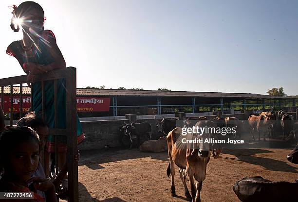 The children of employees play on the gate of a cow shed at the Shree Gopala Goshala cow shelter September 7, 2015 in Bhiwandi, India. Earlier this...