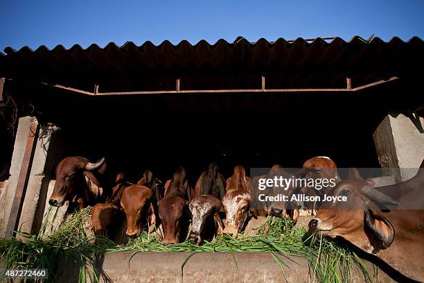 Cows are seen at the Shree Gopala Goshala cow shelter September 7, 2015 in Bhiwandi, India. Earlier this year the Maharashtra government banned the...