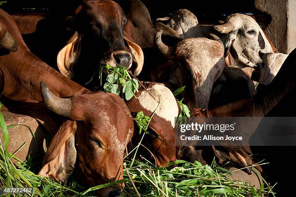 Cows are seen at the Shree Gopala Goshala cow shelter September 7, 2015 in Bhiwandi, India. Earlier this year the Maharashtra government banned the...