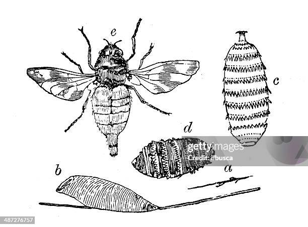 Bot Fly Pattern Human Bot Fly Range Map