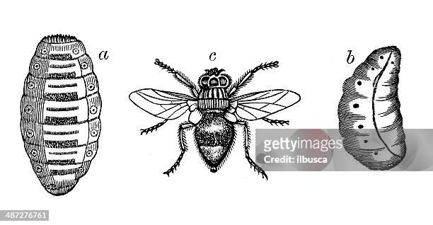 stockillustraties, clipart, cartoons en iconen met antique illustration of ox botfly - bot fly