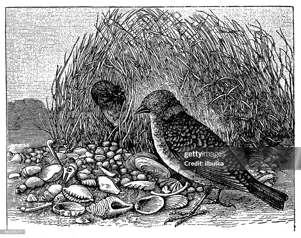 Anticuario ilustración de moteado ave de emparrado (Chlamydera maculata)