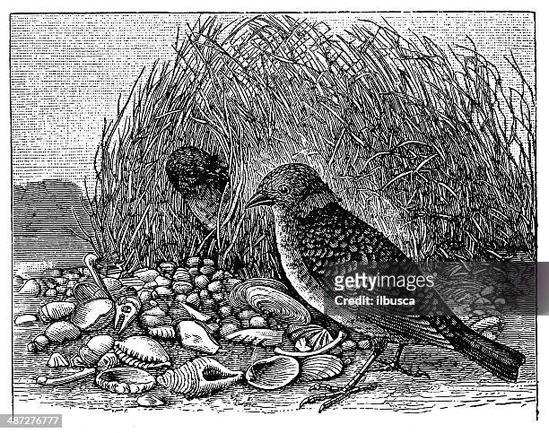 bildbanksillustrationer, clip art samt tecknat material och ikoner med antique illustration of spotted bowerbird (chlamydera maculata) - bowerbird