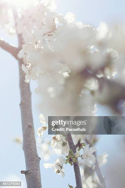 almendro blanco en flor - almendro stock-fotos und bilder