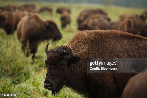 Bison Ranch Images 539 Bison Ranch Stock Photos, High-Res Pictures, and Images - Getty Images