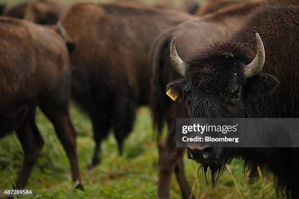 Bison Ranch Images Bison Ranch Photos and Premium High Res Pictures - Getty Images