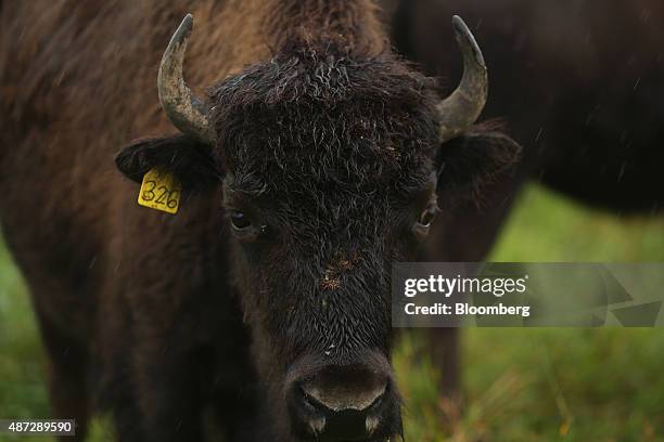 Bison Rnach 533 Bison Ranch Stock Photos, High-Res Pictures, and Images - Getty Images