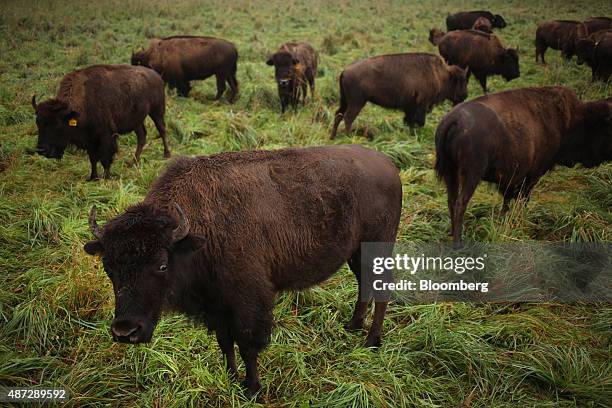 Bison Ranch Images 539 Bison Ranch Stock Photos, High-Res Pictures, and Images - Getty Images