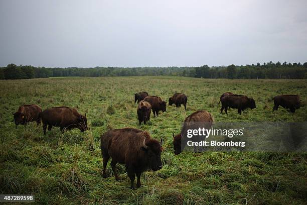 Bison Ranch Images 539 Bison Ranch Stock Photos, High-Res Pictures, and Images - Getty Images