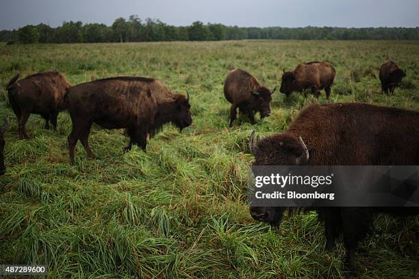 Bison Ranch Images 539 Bison Ranch Stock Photos, High-Res Pictures, and Images - Getty Images