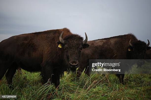 Bison Ranch Images 533 Bison Ranch Stock Photos, High-Res Pictures, and Images - Getty Images
