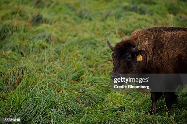 Bison Rnach 539 Bison Ranch Stock Photos, High-Res Pictures, and Images - Getty Images