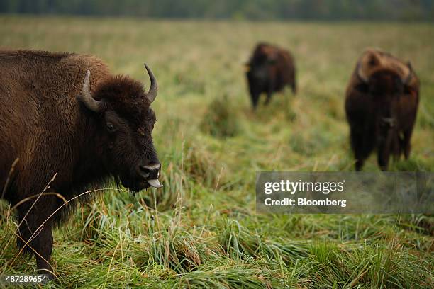 Bison Ranch Images 533 Bison Ranch Stock Photos, High-Res Pictures, and Images - Getty Images