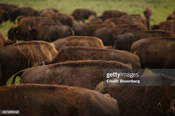Bison Ranch Images 533 Bison Ranch Stock Photos, High-Res Pictures, and Images - Getty Images