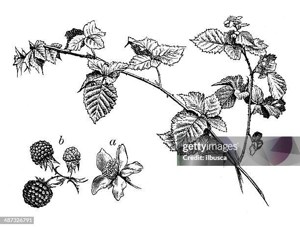 ilustraciones, imágenes clip art, dibujos animados e iconos de stock de anticuario ilustración de blackberry bush (rubus fruticosa) - blackberry