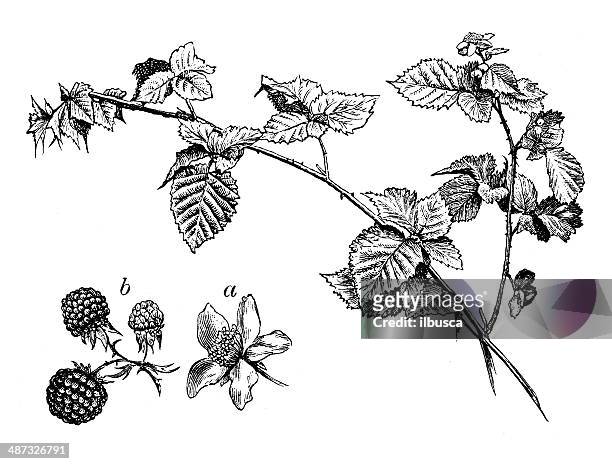 stockillustraties, clipart, cartoons en iconen met antique illustration of blackberry bush (rubus fruticosa) - bramen