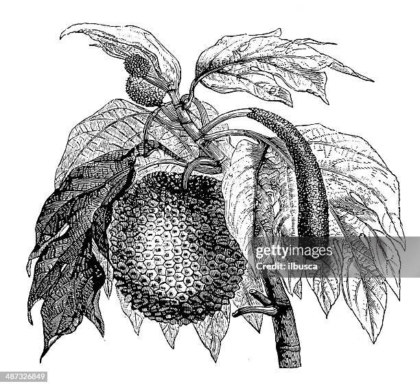 antique illustration of breadfruit (artocarpus altilis) - monstera leaf white background stock illustrations