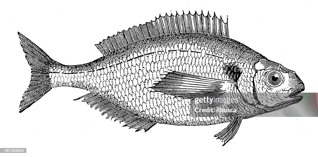 Antique illustration of Red sea bream (Pagellus bogaraveo)