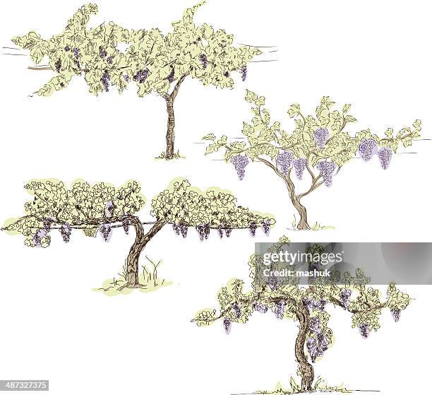 weinreben ranken - vines silhouette stock-grafiken, -clipart, -cartoons und -symbole