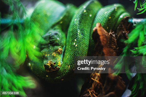 Green python Green python