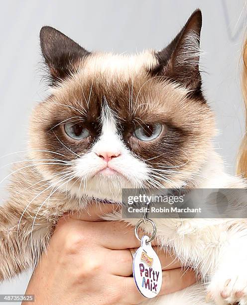 Grumpy Cat High 54 Grumpy Cat Birthday Stock Photos, High-Res Pictures, and Images ...