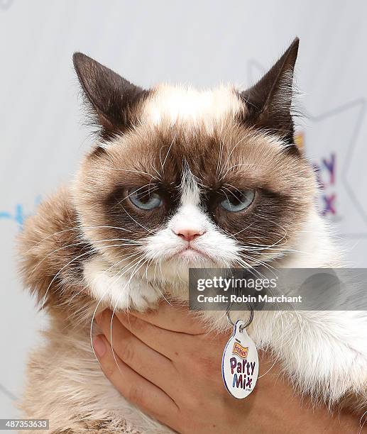 Grumpy Cat High 54 Grumpy Cat Birthday Stock Photos, High-Res Pictures, and Images ...