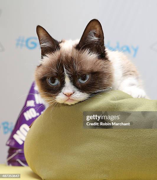 Grumpy Cat High 54 Grumpy Cat Birthday Stock Photos, High-Res Pictures, and Images ...