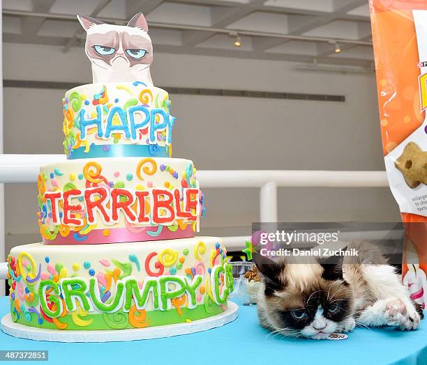 1 471 Photos Et Images Haute R solution De Grumpy Cat Getty Images 1-471-photos-et-images-haute-r-solution-de-grumpy-cat-getty-images