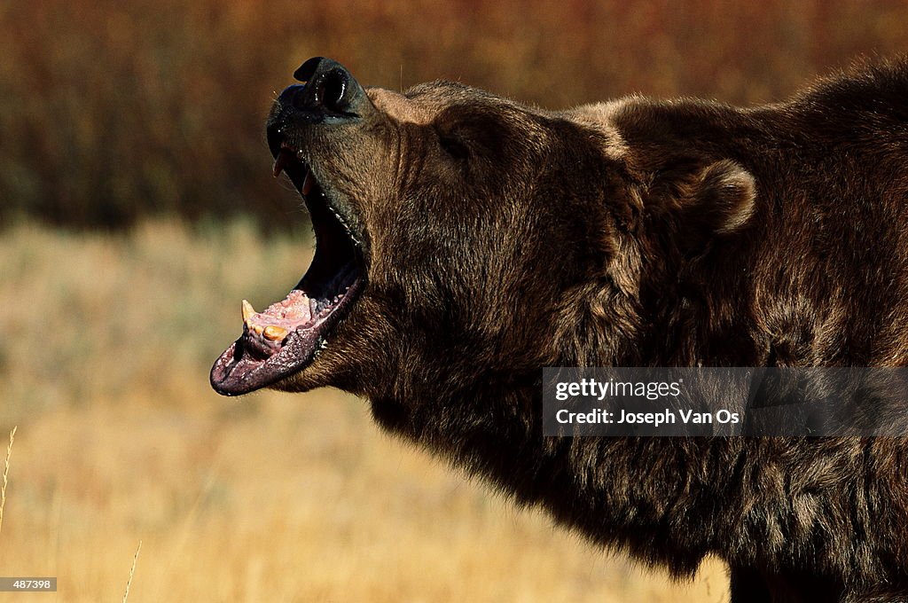 BROWN BEAR WITH MOUTH AGAPE