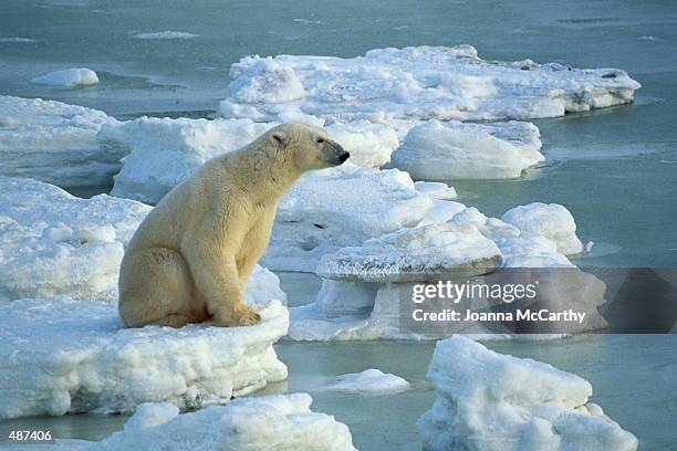 polar bear sitting on small iceberg - packeis stock-fotos und bilder