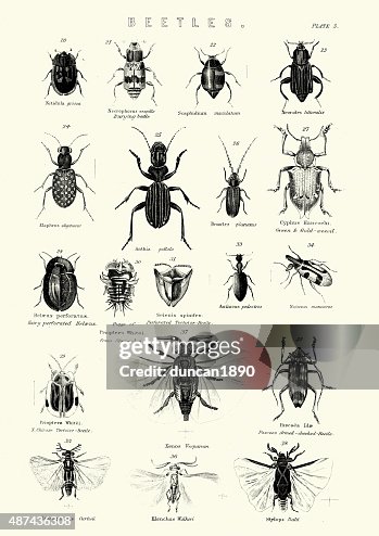 Beetles Beetles