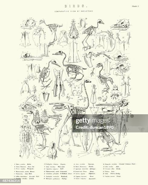 ilustrações, clipart, desenhos animados e ícones de esqueletos visão comparativa de aves - avestruz