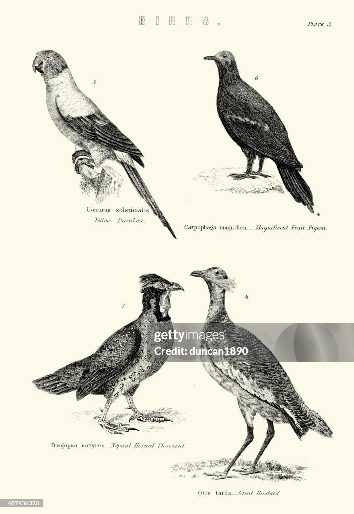 Yellow Parakeet, Fruit Pigeon, Nepaul Horned Pheasant, Great Bus