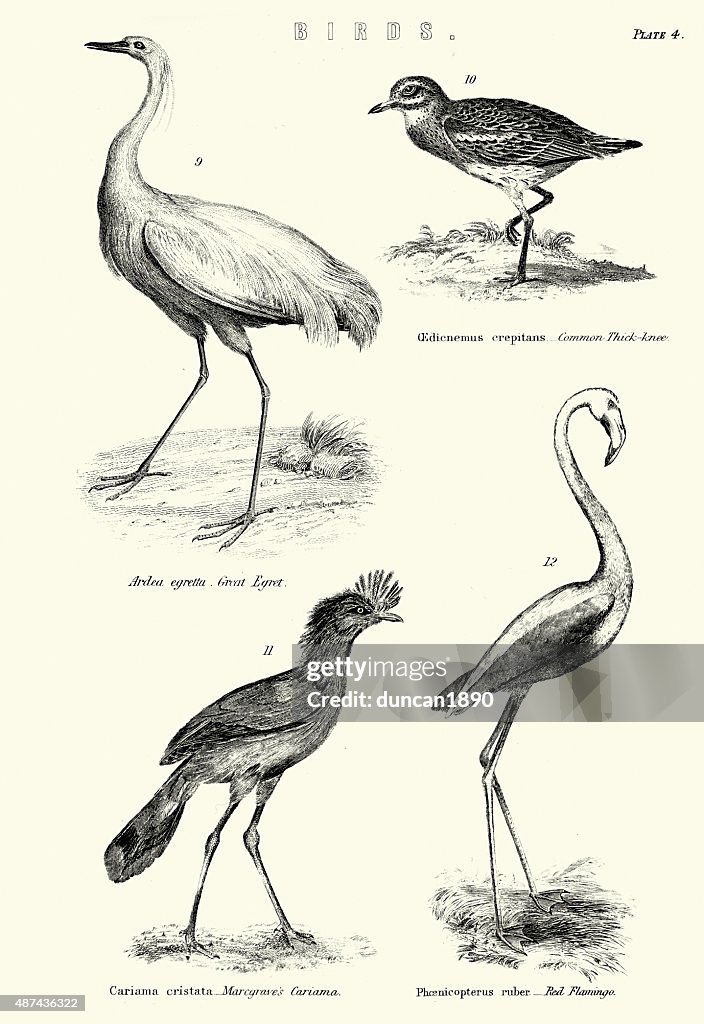 Birds - Great Egret, Thick-knee, Marcgrave's Cariama, Red Flamin