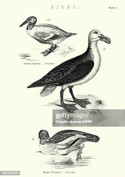 birds - shoveller, wandering albatross, goosander - albatross stock illustrations