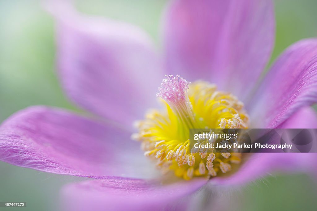 Pink spring pasque flower