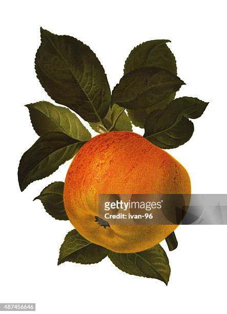 apple - apple fruit stock illustrations