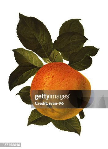 Apple Apple