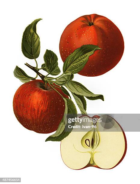 stockillustraties, clipart, cartoons en iconen met apple - stilleven