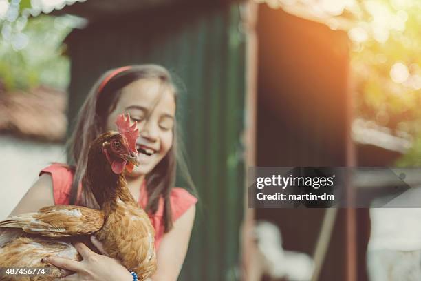 little girl in the coop - kind dier stockfoto's en -beelden